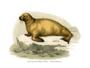 Walrus